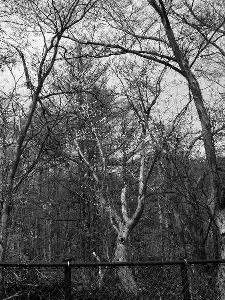 f:id:elmikamino:20090502105040j:image f:id:elmikamino:20090502105040j:image
