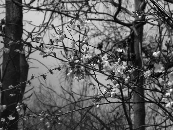 f:id:elmikamino:20090502105041j:image:w450 f:id:elmikamino:20090502105041j:image:w450