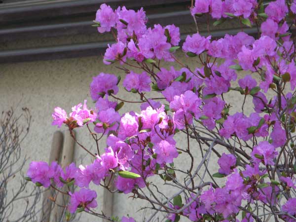 f:id:elmikamino:20090502105042j:image:w450 f:id:elmikamino:20090502105042j:image:w450