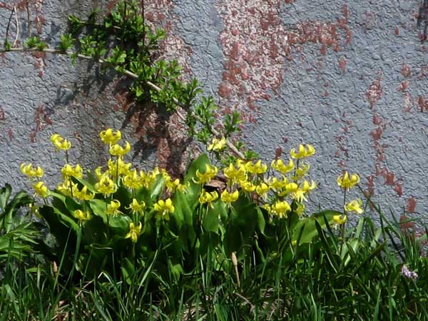 f:id:elmikamino:20090502105044j:image:w450 f:id:elmikamino:20090502105044j:image:w450