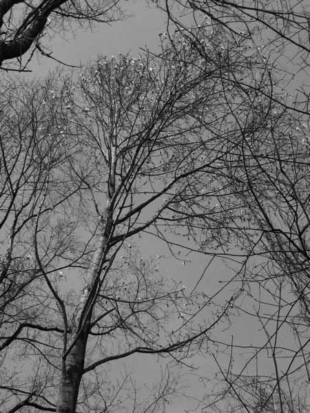 f:id:elmikamino:20090502105045j:image f:id:elmikamino:20090502105045j:image