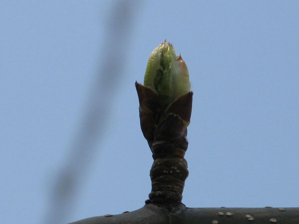f:id:elmikamino:20090502105047j:image:w450 f:id:elmikamino:20090502105047j:image:w450
