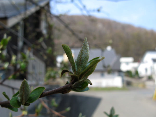 f:id:elmikamino:20090502105048j:image:w450 f:id:elmikamino:20090502105048j:image:w450