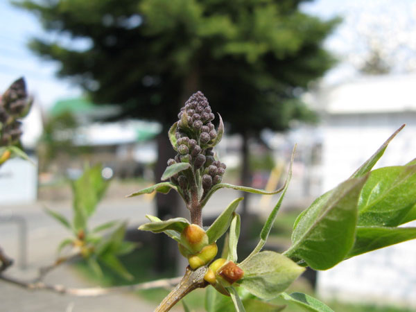 f:id:elmikamino:20090502105049j:image:w450 f:id:elmikamino:20090502105049j:image:w450