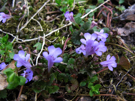 f:id:elmikamino:20090502163324j:image