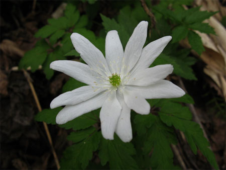 f:id:elmikamino:20090502163325j:image