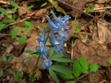 f:id:elmikamino:20090502163326j:image