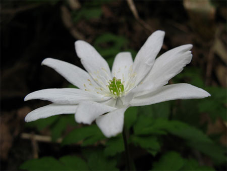 f:id:elmikamino:20090502163328j:image