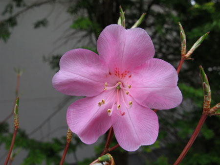 f:id:elmikamino:20090509111129j:image