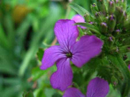 f:id:elmikamino:20090509111132j:image