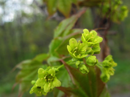 f:id:elmikamino:20090509111133j:image