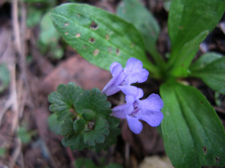 f:id:elmikamino:20090509111135j:image