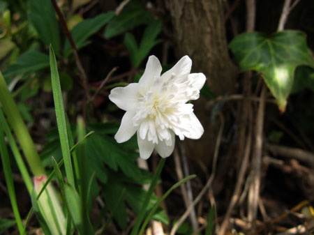 f:id:elmikamino:20090509111136j:image