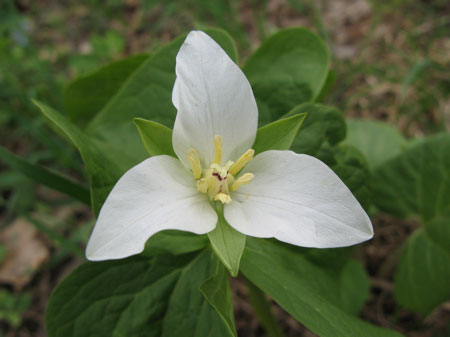 f:id:elmikamino:20090509111137j:image
