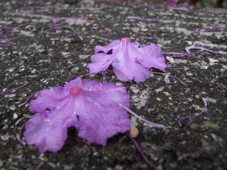 f:id:elmikamino:20090510104216j:image