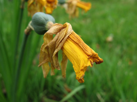 f:id:elmikamino:20090510104218j:image