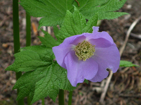 f:id:elmikamino:20090510104219j:image