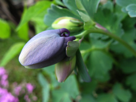f:id:elmikamino:20090510104223j:image