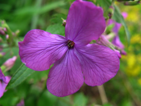 f:id:elmikamino:20090510104225j:image
