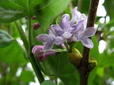 f:id:elmikamino:20090510104226j:image