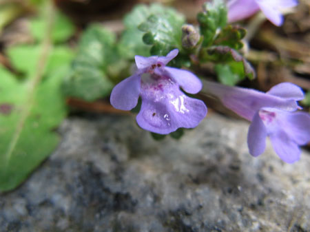 f:id:elmikamino:20090510104227j:image