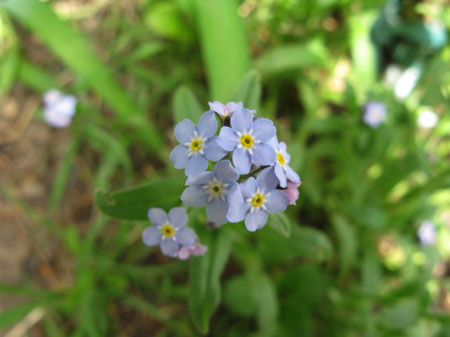 f:id:elmikamino:20090510104229j:image