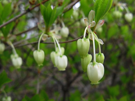 f:id:elmikamino:20090510104230j:image