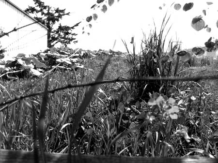 f:id:elmikamino:20090515094713j:image