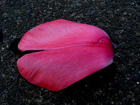f:id:elmikamino:20090515094714j:image