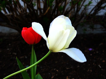 f:id:elmikamino:20090515094715j:image