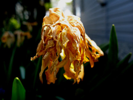 f:id:elmikamino:20090515094716j:image