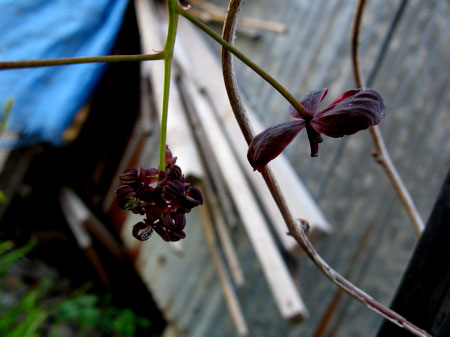 f:id:elmikamino:20090515094718j:image