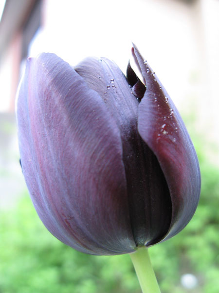 f:id:elmikamino:20090522110323j:image