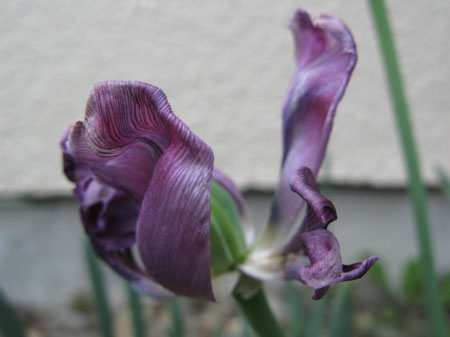 f:id:elmikamino:20090522110324j:image