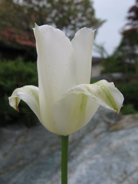 f:id:elmikamino:20090522110326j:image
