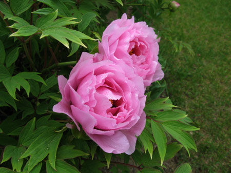 f:id:elmikamino:20090522121130j:image f:id:elmikamino:20090522121130j:image