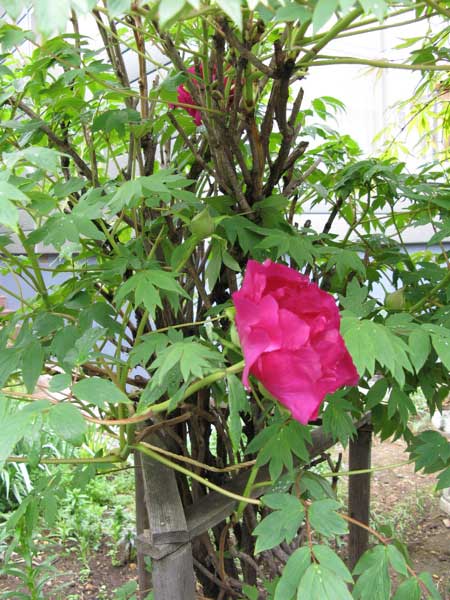 f:id:elmikamino:20090524124407j:image:w338 f:id:elmikamino:20090524124407j:image:w338