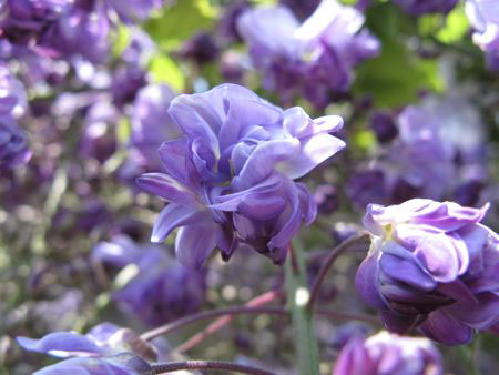 f:id:elmikamino:20090529110051j:image