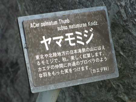 f:id:elmikamino:20090530214456j:image