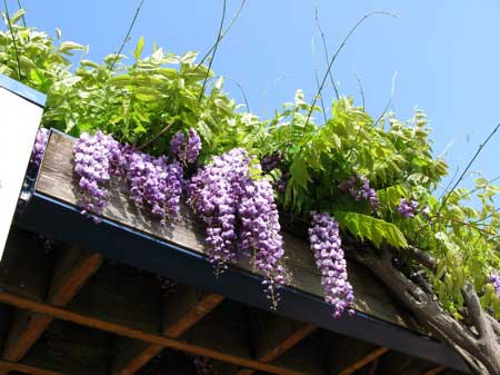 f:id:elmikamino:20090530221537j:image