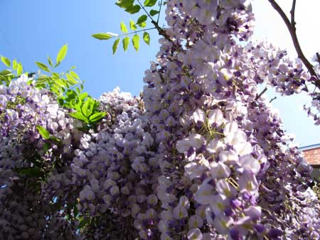 f:id:elmikamino:20090530221538j:image