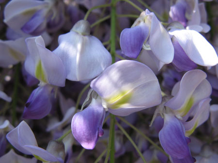 f:id:elmikamino:20090530221539j:image