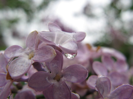 ライラック（紫丁香花, Lilac, Syringa vulgaris）