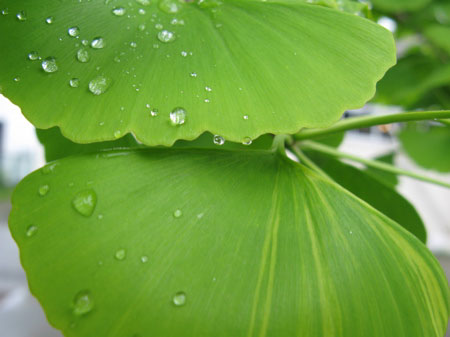 イチョウ（銀杏, Ginkgo, Ginkgo biloba L.）