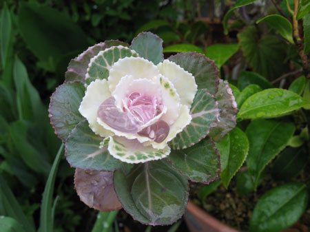 ハボタン（葉牡丹, Flowering cabbage, Brassica oleracea）