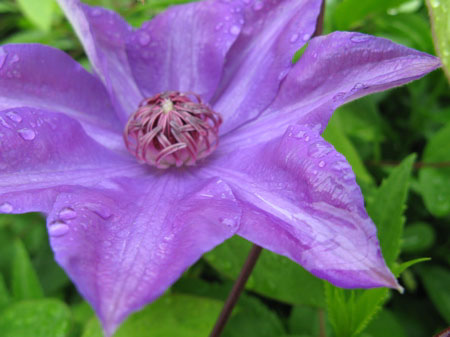 クレマチス（風車, Clematis, Clematis hybrida）