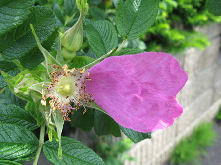 f:id:elmikamino:20090601101037j:image