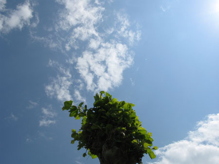f:id:elmikamino:20090601101040j:image