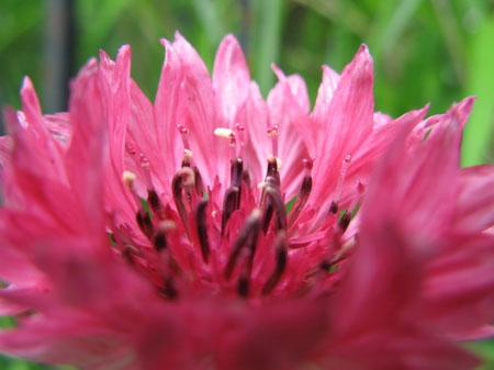 f:id:elmikamino:20090606112436j:image