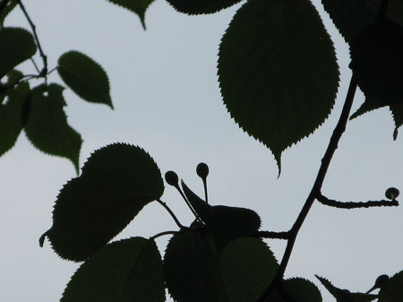 f:id:elmikamino:20090606112443j:image